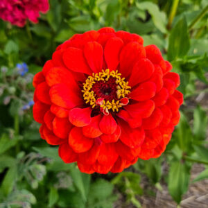 MIX SEMILLAS DE ZINNIA - Imagen 13